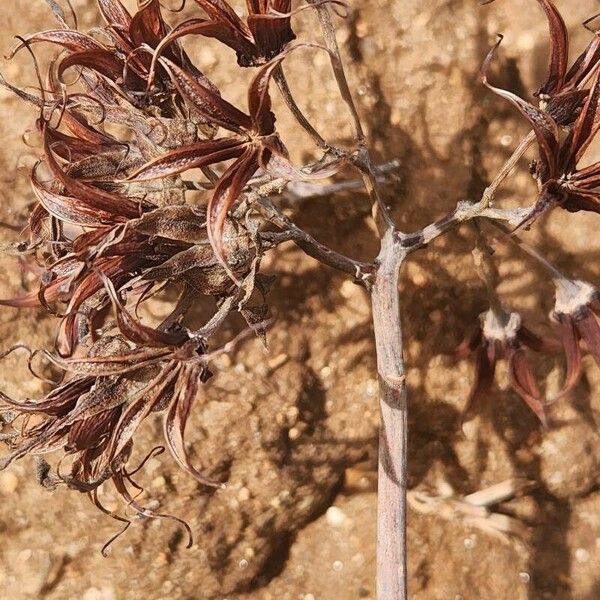 Cotyledon barbeyi Плод