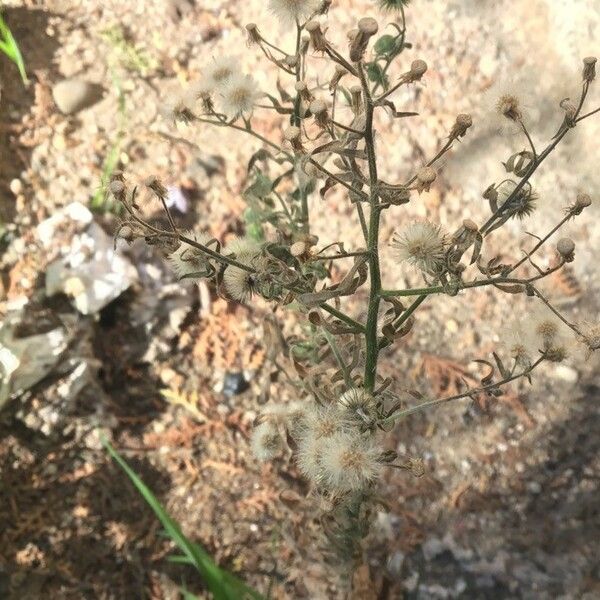 Erigeron bonariensis Habit