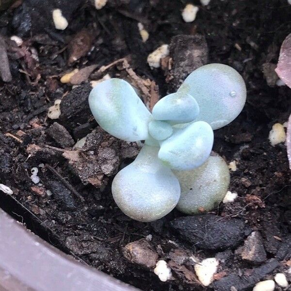 Pachyphytum oviferum Leaf