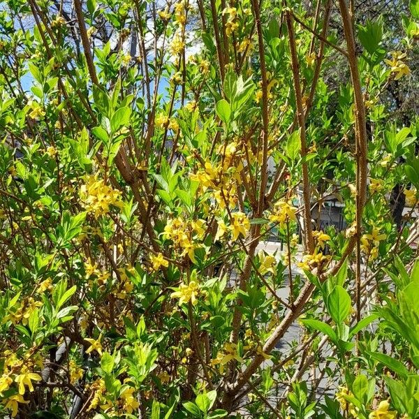 Forsythia suspensa Yeri