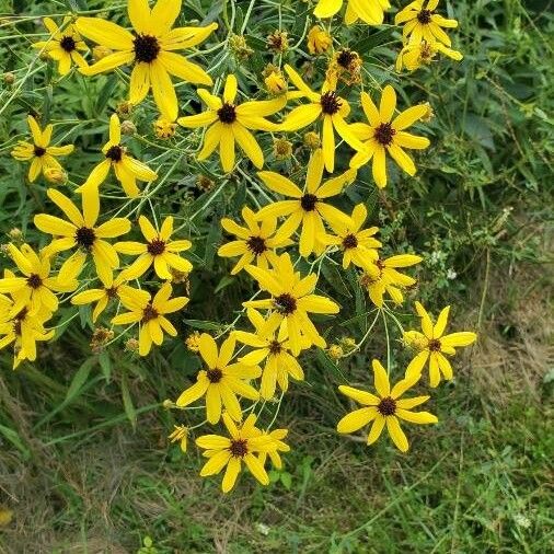 Coreopsis tripteris Flor