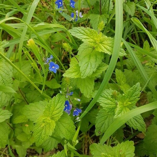 Veronica chamaedrys Habit