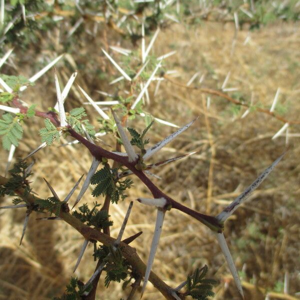 Acacia ehrenbergiana Other