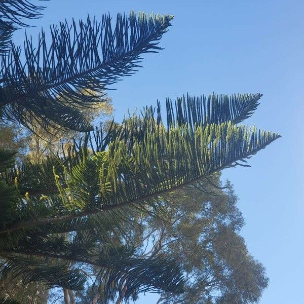 Araucaria heterophylla Лист