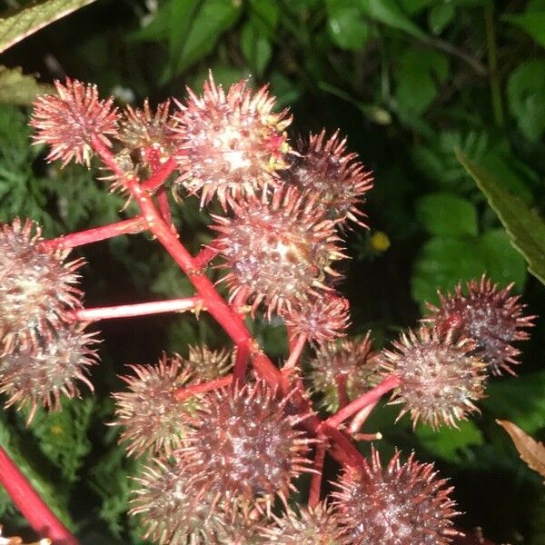 Ricinus communis Övriga