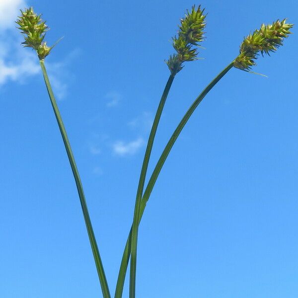 Carex vulpina Облик