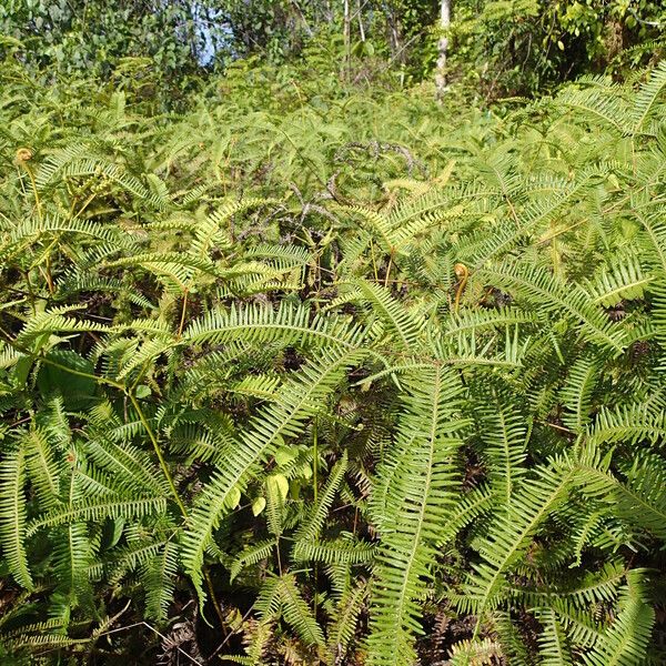 Dicranopteris linearis Leaf