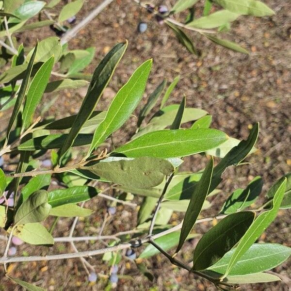 Olea europaea Leaf