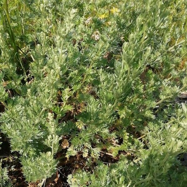 Artemisia frigida Цвят