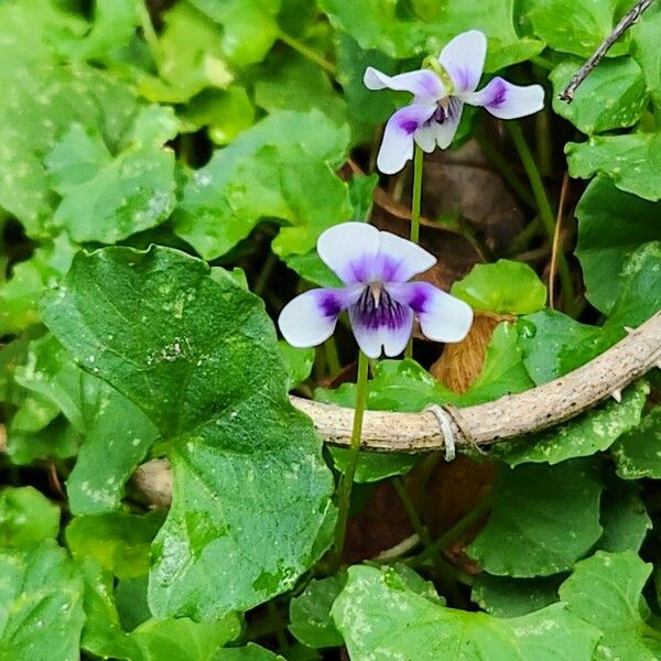 Viola hederacea Květ