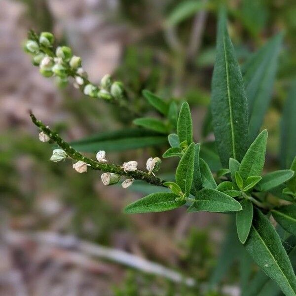 Polygala senega Cvet