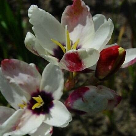 Ixia maculata Blomst