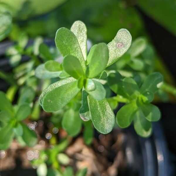 Bacopa monnieri Levél