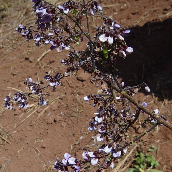 Machaerium hirtum Flower