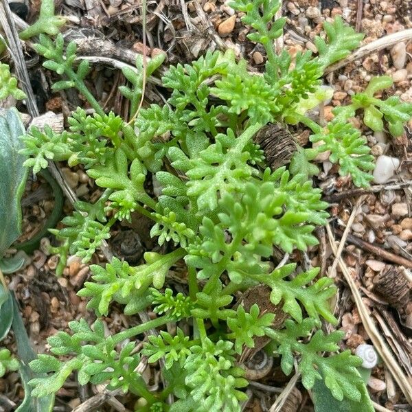 Anthemis secundiramea Blad