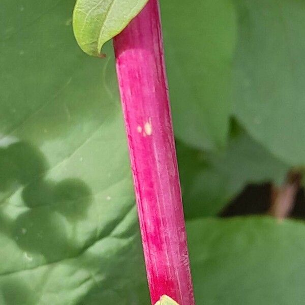 Phytolacca americana Кора