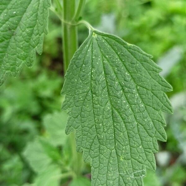 Chaiturus marrubiastrum Leaf