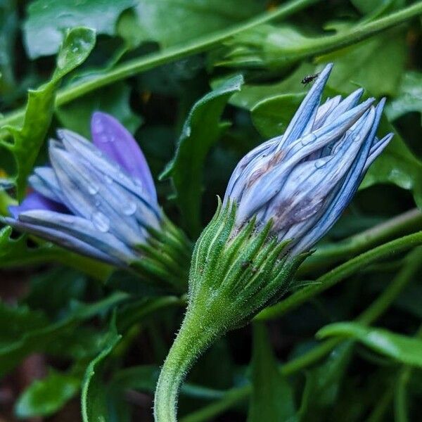 Osteospermum ecklonis Квітка