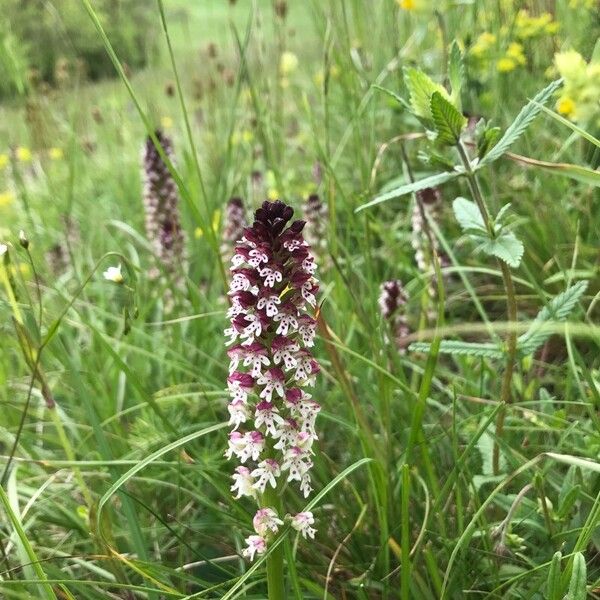 Neotinea ustulata Flor