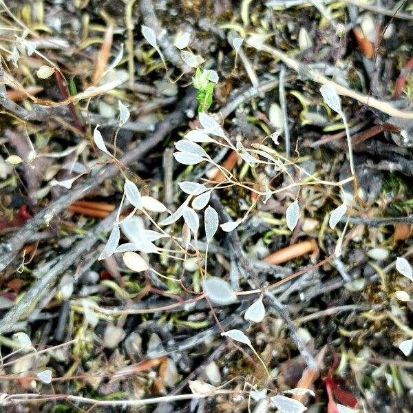 Draba verna Fruit