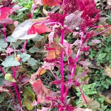 Amaranthus cruentus Natur