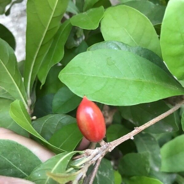 Synsepalum dulcificum Φρούτο