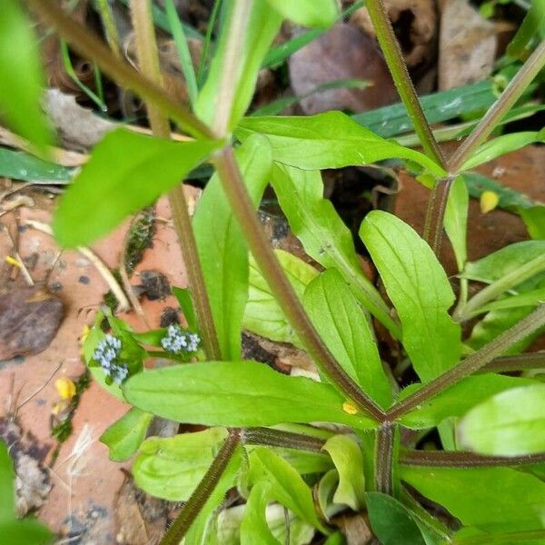 Valerianella locusta 樹皮