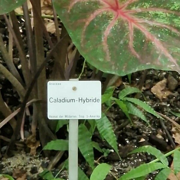 Caladium bicolor अन्य