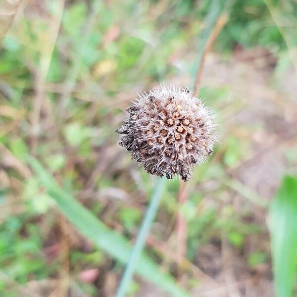 Armeria arenaria Frugt