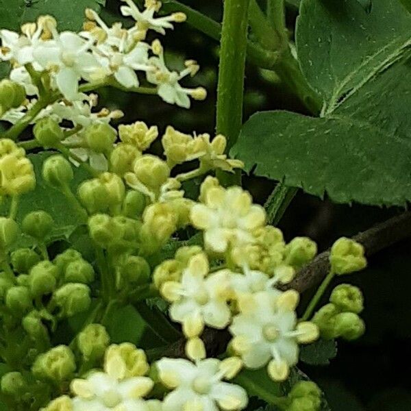 Sambucus canadensis Flower