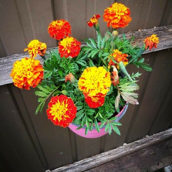 Tagetes erecta Flower