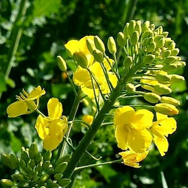 Brassica napus Bloem