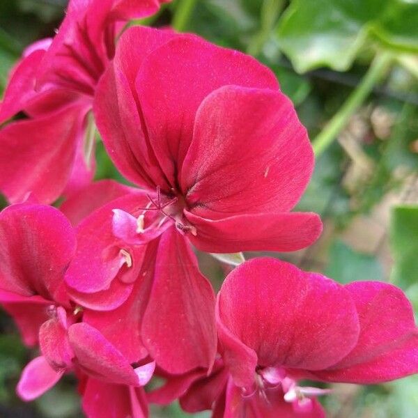 Pelargonium inquinans Kwiat