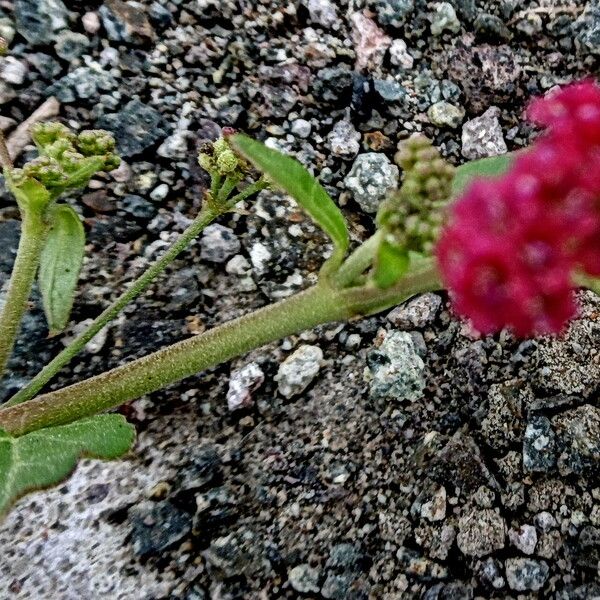 Gomphrena serrata Flower