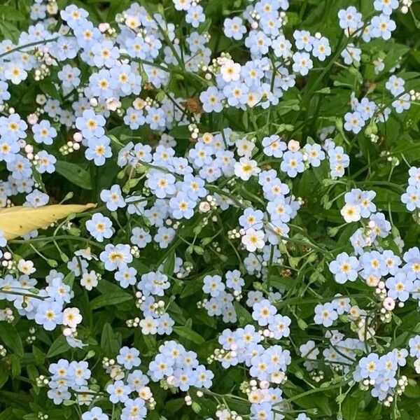 Myosotis scorpioides 花