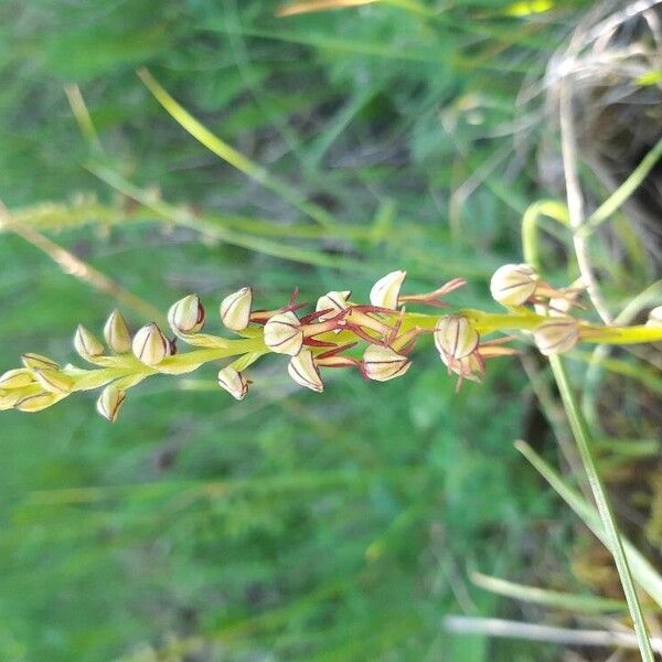 Orchis anthropophora 花