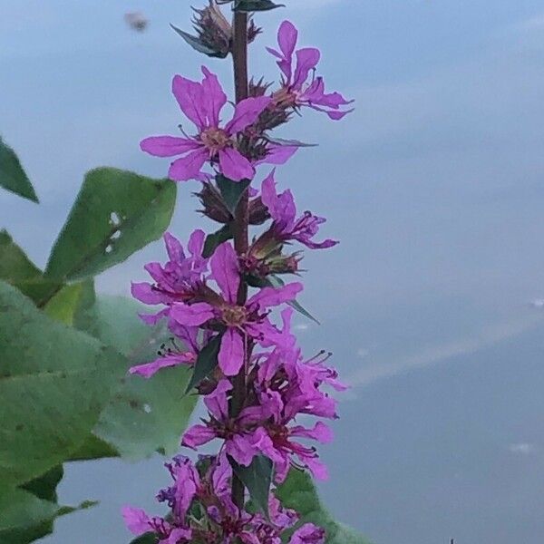 Lythrum salicaria Квітка