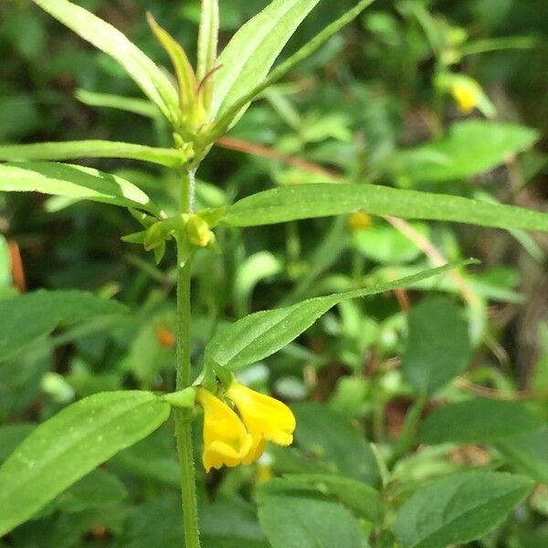 Melampyrum sylvaticum 其他