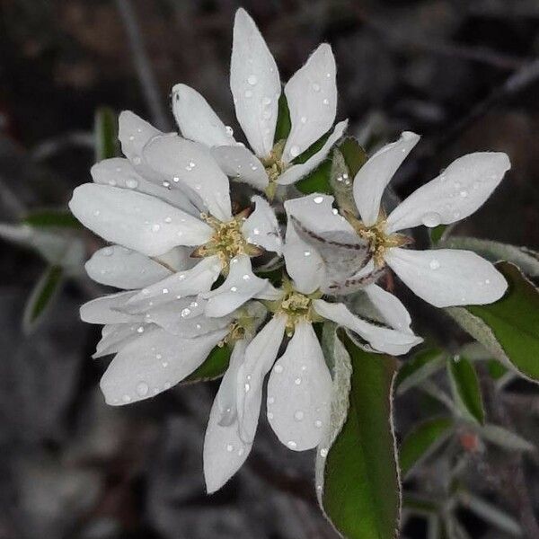 Amelanchier ovalis Flower