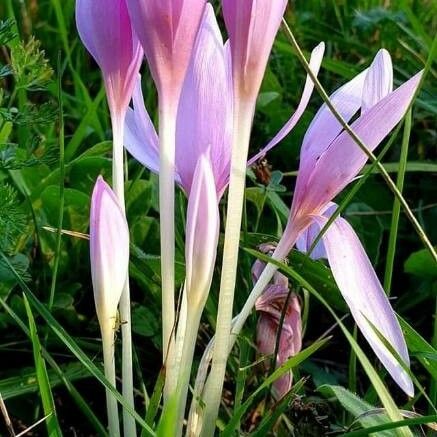 Colchicum autumnale Flower