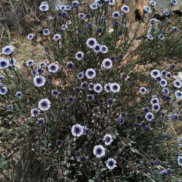 Globularia alypum Pokrój