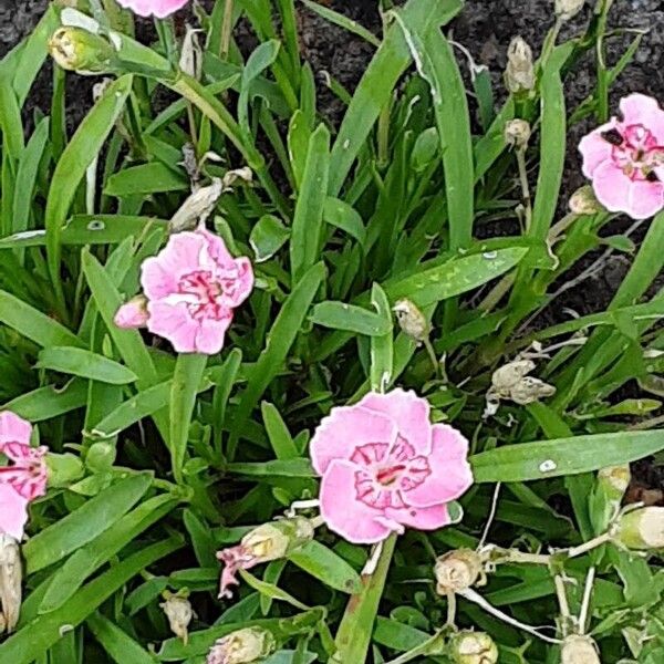 Dianthus caryophyllus Hábito