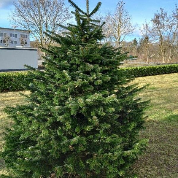 Abies nordmanniana Hábitos