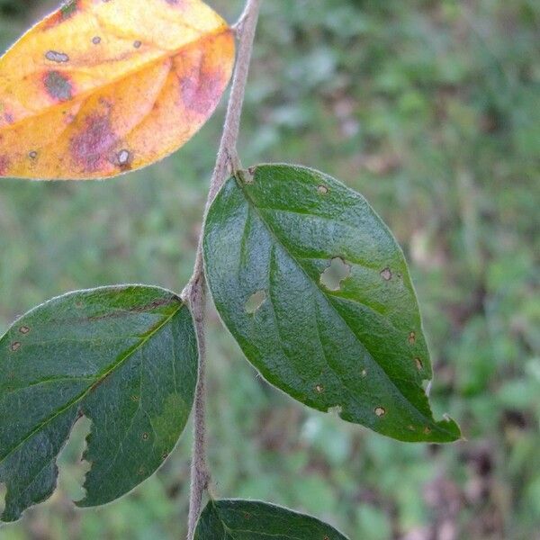 Cotoneaster tengyuehensis Leaf