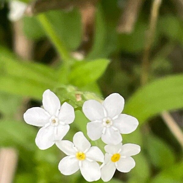 Myosotis latifolia Flower