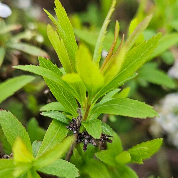 Spiraea thunbergii Hostoa