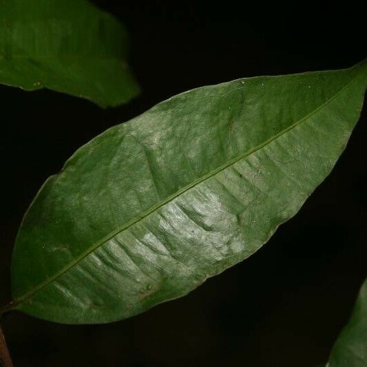 Eugenia gongylocarpa Foglia