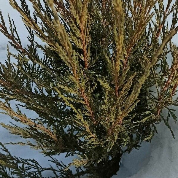 Juniperus scopulorum Bark