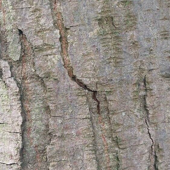 Quercus × heterophylla Bark