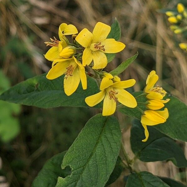 Lysimachia vulgaris Flower